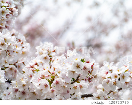 春本番 心うきたつ様な満開の桜 春本番 心うきたつ様な満開の桜 129723759