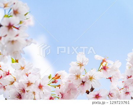 春本番 心うきたつ様な満開の桜 春本番 心うきたつ様な満開の桜 129723761