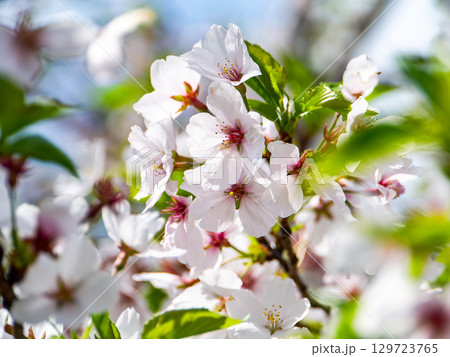 春本番　心うきたつ様な満開の桜 129723765