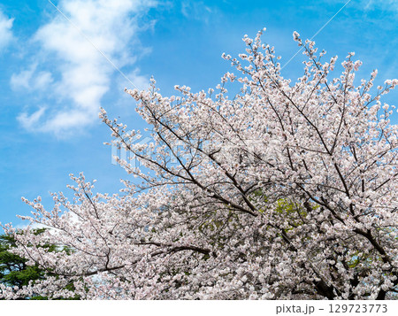 春本番　心うきたつ様な満開の桜 129723773
