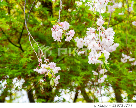 春本番　心うきたつ様な満開の桜 129723777