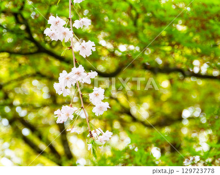 春本番　心うきたつ様な満開の桜 129723778