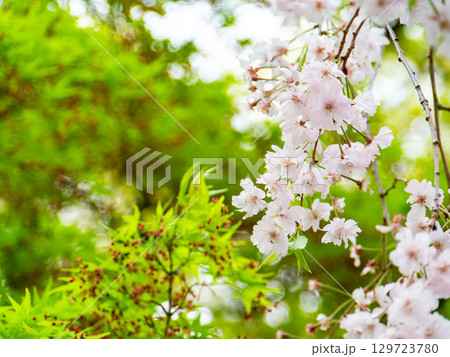 春本番 心うきたつ様な満開の桜 春本番 心うきたつ様な満開の桜 129723780