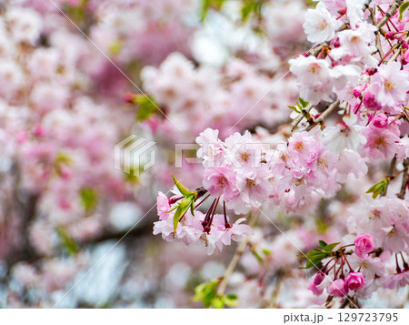 春本番 心うきたつ様な満開の桜 春本番 心うきたつ様な満開の桜 129723795