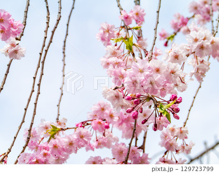 春本番 心うきたつ様な満開の桜 春本番 心うきたつ様な満開の桜 129723799