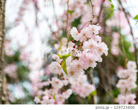 春本番 心うきたつ様な満開の桜 春本番 心うきたつ様な満開の桜 129723800