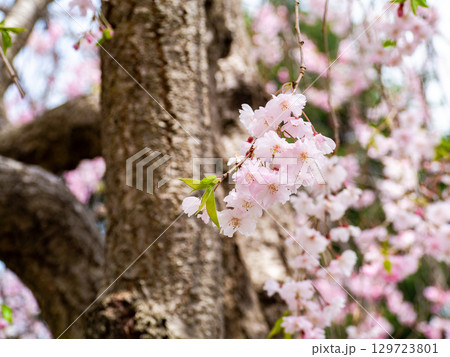 春本番 心うきたつ様な満開の桜 春本番 心うきたつ様な満開の桜 129723801
