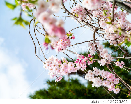 春本番 心うきたつ様な満開の桜 春本番 心うきたつ様な満開の桜 129723802