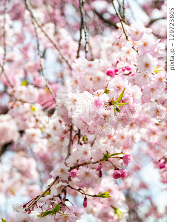 春本番 心うきたつ様な満開の桜 春本番 心うきたつ様な満開の桜 129723805