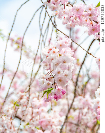 春本番　心うきたつ様な満開の桜 129723838