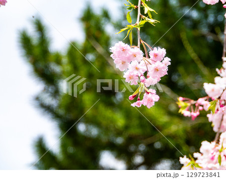春本番　心うきたつ様な満開の桜 129723841