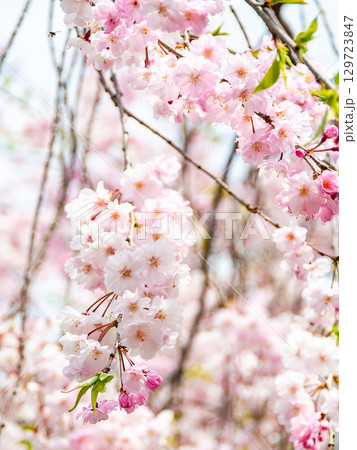 春本番　心うきたつ様な満開の桜 129723847