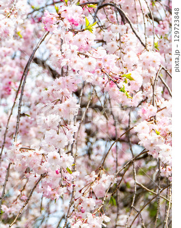 春本番 心うきたつ様な満開の桜 春本番 心うきたつ様な満開の桜 129723848