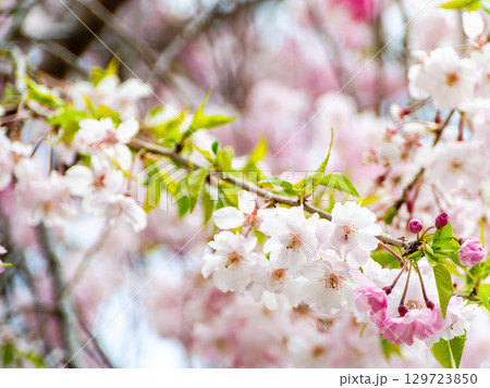 春本番 心うきたつ様な満開の桜 春本番 心うきたつ様な満開の桜 129723850