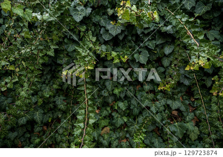 A close up of a green plant 129723874