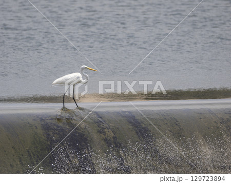 猪名川のゴム引布製起伏堰を歩くダイサギ 猪名川のゴム引布製起伏堰を歩くダイサギ 129723894