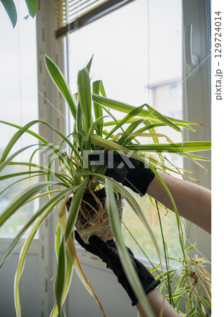 chlorophytum comosum its roots and leaves 129724014