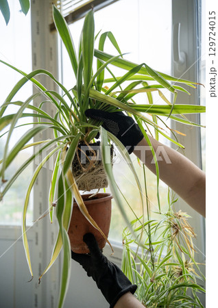 chlorophytum comosum its roots and leaves chlorophytum comosum its roots and leaves 129724015