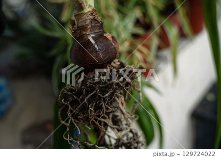 Nippearastrum from the family Amaryllidae its tuber and roots 129724022
