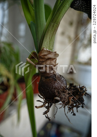 Nippearastrum from the family Amaryllidae its tuber and roots 129724024