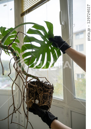 root of monstera, which grew at home. 129724027