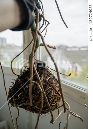 root of monstera, which grew at home. 129724028