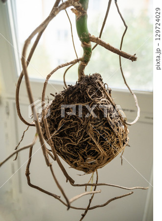 the root of a monstera that grew at home 129724029