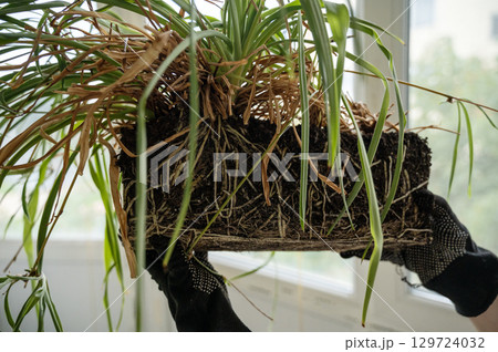 chlorophytum comosum its roots and leaves 129724032