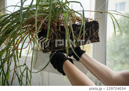 chlorophytum comosum its roots and leaves 129724034