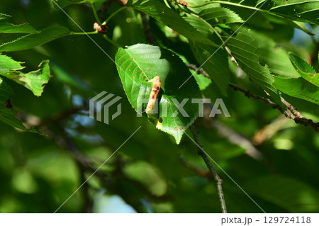 桜の葉の虫こぶ 129724118