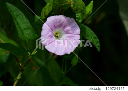 真夏のヒルガオ 真夏のヒルガオ 129724135