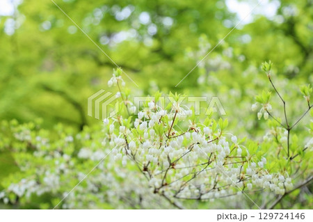 爽やか 満開 ドウダンツツジの花 爽やか 満開 ドウダンツツジの花 129724146