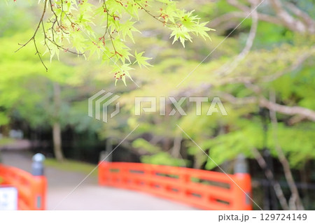 可愛い　カエデの花芽 129724149