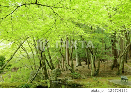 青もみじの森 青もみじの森 129724152