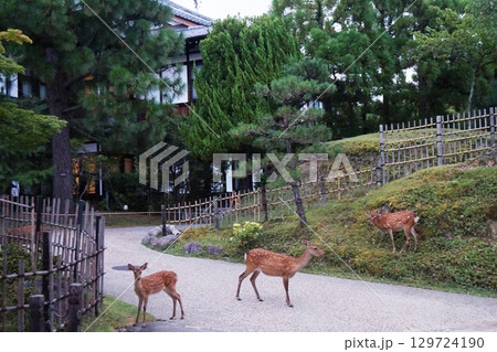 朝の散歩@奈良ホテル 朝の散歩@奈良ホテル 129724190