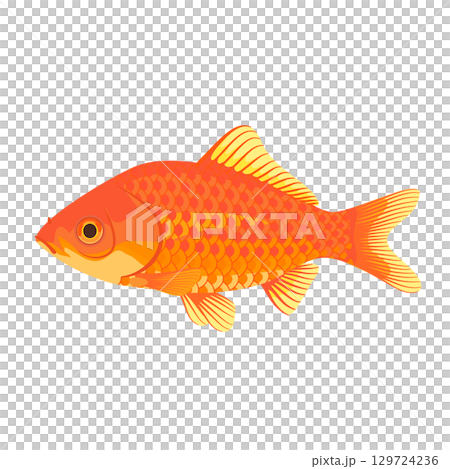 リアルな和金のイラスト  カラー 線なし 129724236
