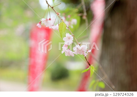 満開 シダレザクラの花 満開 シダレザクラの花 129724326