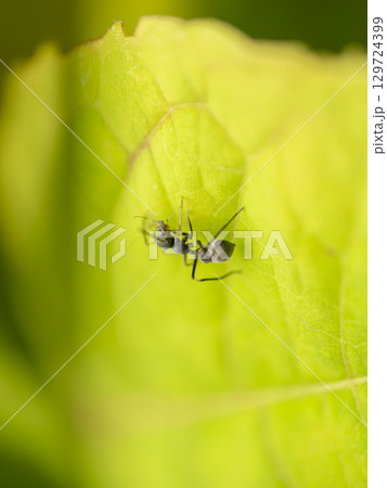 虫を捕まえたアリグモ 129724399