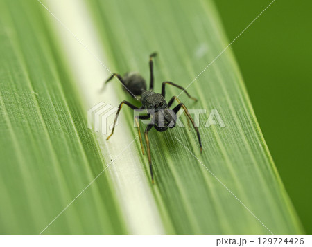 葉の上のアリグモ 葉の上のアリグモ 129724426