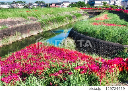 お彼岸になると川の堤には彼岸花が咲き、真っ赤な絨毯を敷いたような景色になります 129724639
