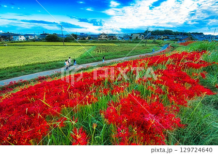 お彼岸になると川の堤には彼岸花が咲き、真っ赤な絨毯を敷いたような景色になります 129724640