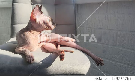 Sphynx cat lounges in sunlight on a soft chair during a warm afternoon in a cozy indoor environment 129724763