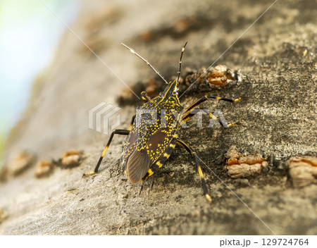 桜の木にとまるキマダラカメムシ 桜の木にとまるキマダラカメムシ 129724764