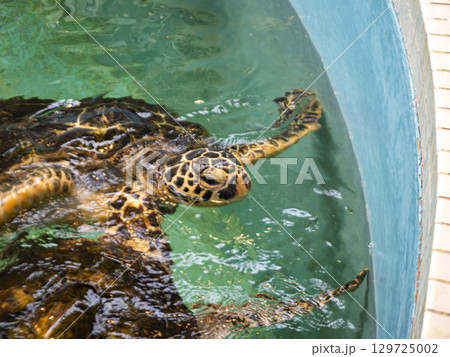 優雅に泳ぐウミガメ 優雅に泳ぐウミガメ 129725002