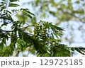 落葉樹・ネムノキ（合歓木）の果実 129725185