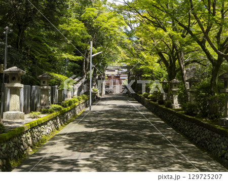 鮮やかな青紅葉と石灯篭が並ぶ神社の風景 鮮やかな青紅葉と石灯篭が並ぶ神社の風景 129725207