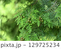 ヒノキ（桧）の未熟な果実 129725234