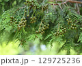 ヒノキ（桧）の未熟な果実 129725236