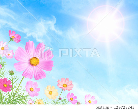コスモスと青空 コスモスと青空 129725243