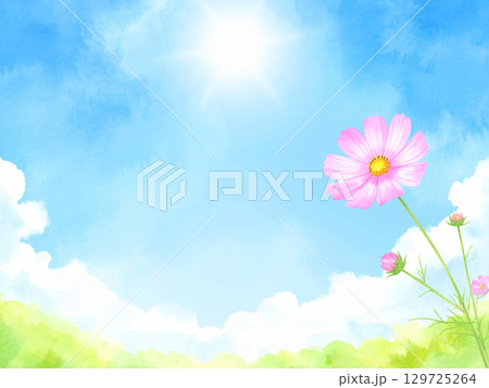 コスモスと青空 129725264